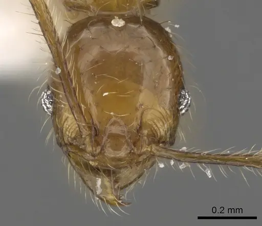 Pheidole lucioccipitalis - CASENT0901644