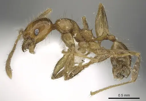 Pheidole lucioccipitalis - CASENT0901644