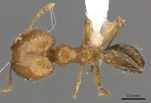 Pheidole lucioccipitalis - CASENT0901645