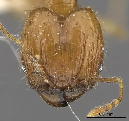 Pheidole lucioccipitalis - CASENT0901645