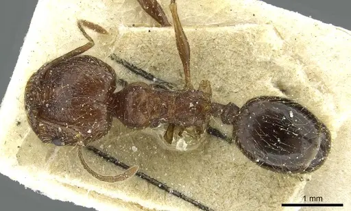 Pheidole lucretii specimen