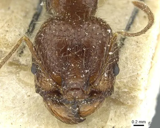 Pheidole lucretii specimen