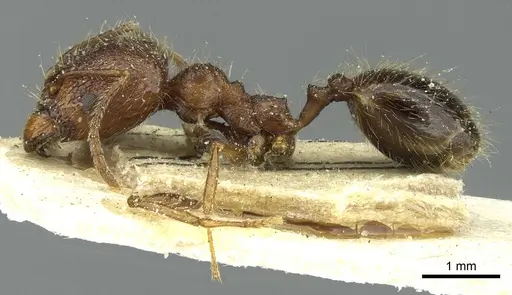 Pheidole lucretii specimen