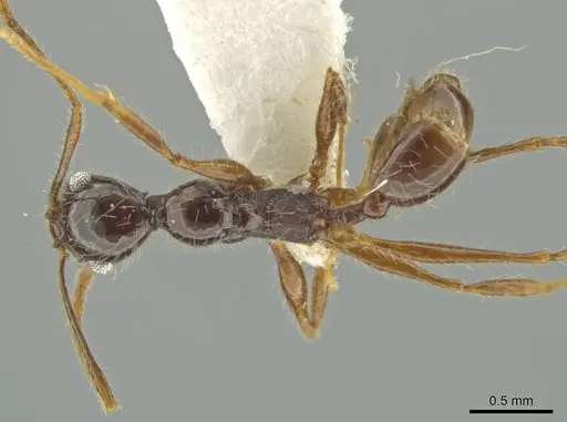 Pheidole lupus specimen