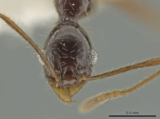 Pheidole lupus specimen