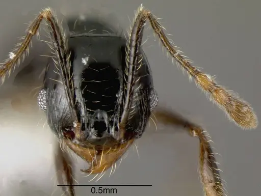 Pheidole lustrata specimen