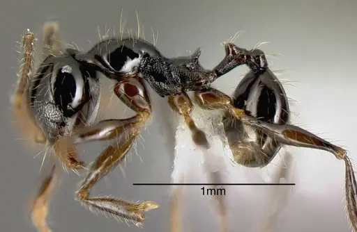 Pheidole lustrata specimen