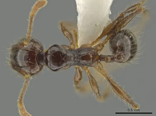 Pheidole lustrata - CASENT0644963