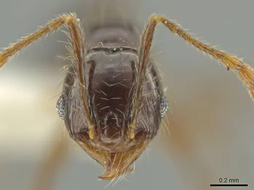 Pheidole lustrata - CASENT0644963