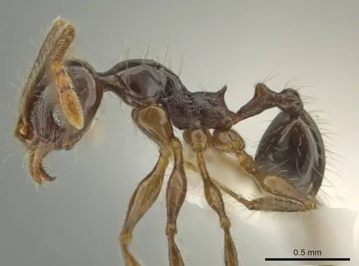 Pheidole lustrata - CASENT0644963