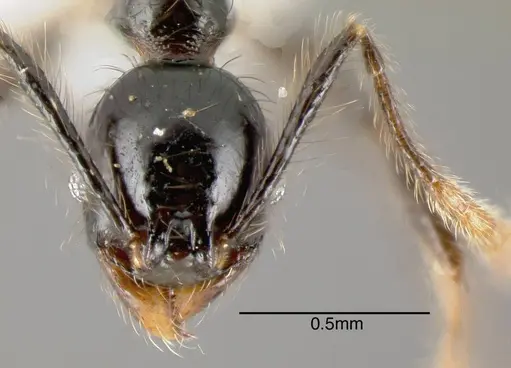 Pheidole lustrata - INB0003605598