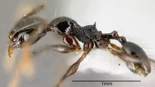 Pheidole lustrata - INB0003605598