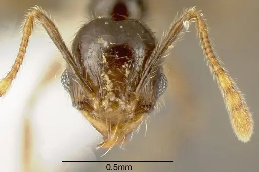 Pheidole lustrata - INB0003666839