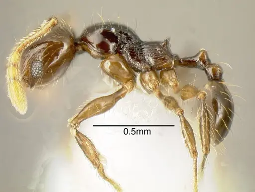 Pheidole lustrata - INB0003666839