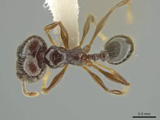 Pheidole lustrata - INBIOCRI001281956