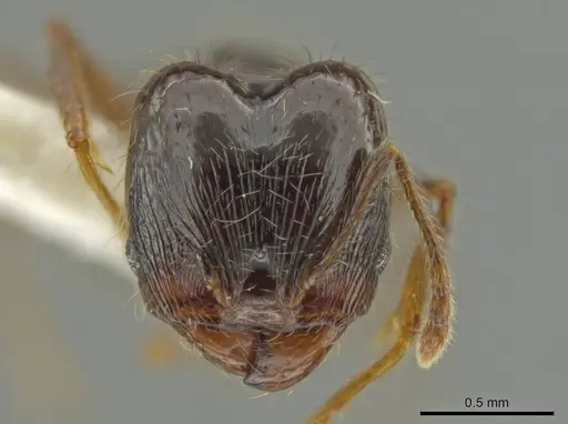 Pheidole lustrata - INBIOCRI001281956