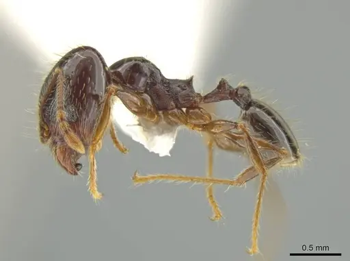 Pheidole lustrata - INBIOCRI001281956