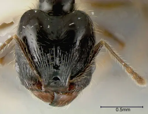Pheidole lustrata - JTLC000005292
