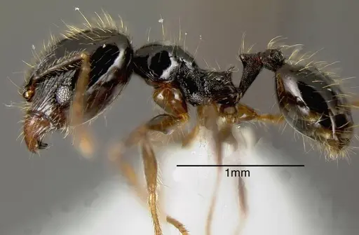 Pheidole lustrata - JTLC000005292