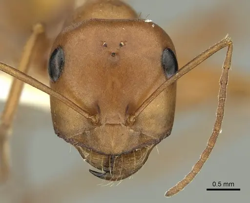 Pheidole lutea specimen