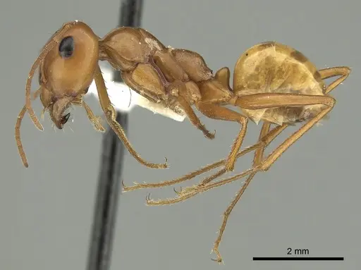 Pheidole lutea specimen