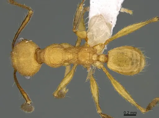 Pheidole luteagossamer specimen