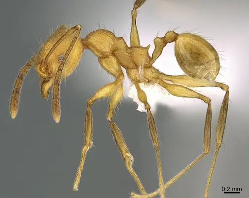 Pheidole luteagossamer specimen