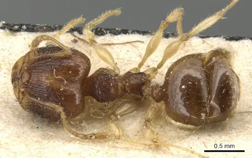 Pheidole luteipes specimen