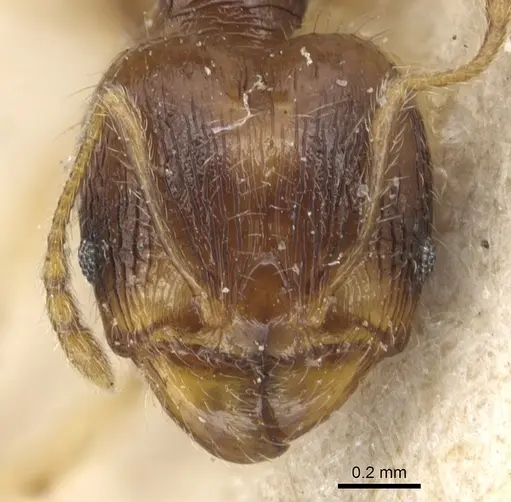 Pheidole luteipes specimen
