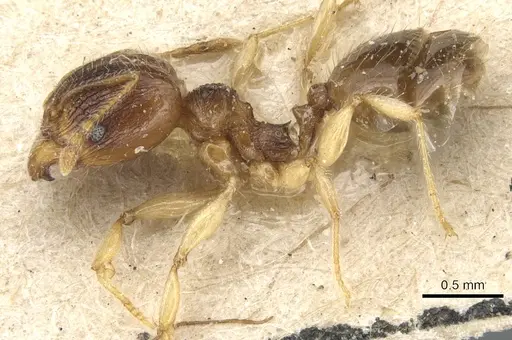 Pheidole luteipes specimen