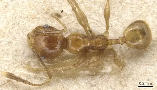 Pheidole luteipes - CASENT0904227