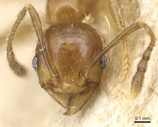 Pheidole luteipes - CASENT0904227