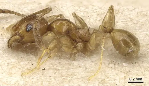 Pheidole luteipes - CASENT0904227