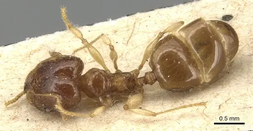 Pheidole luteipes - CASENT0904228