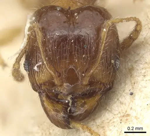 Pheidole luteipes - CASENT0904228