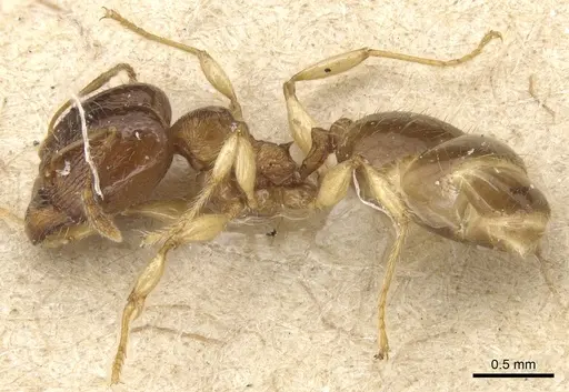 Pheidole luteipes - CASENT0904228