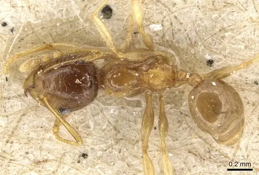 Pheidole luteipes - CASENT0904229
