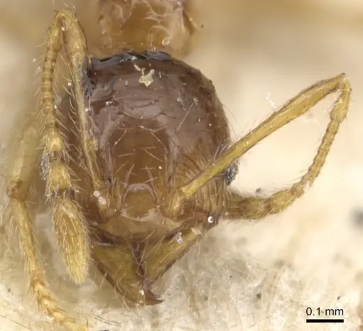 Pheidole luteipes - CASENT0904229
