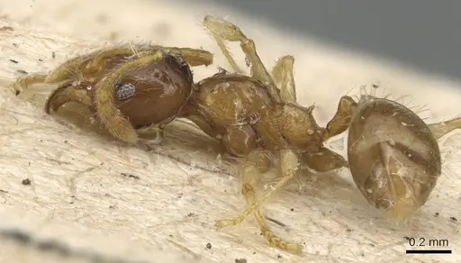 Pheidole luteipes - CASENT0904229