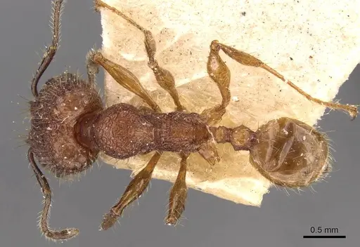 Pheidole lutzi specimen