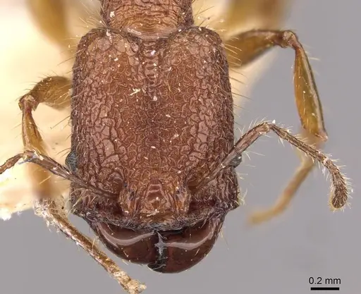 Pheidole lutzi specimen