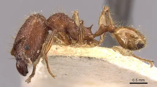 Pheidole lutzi specimen