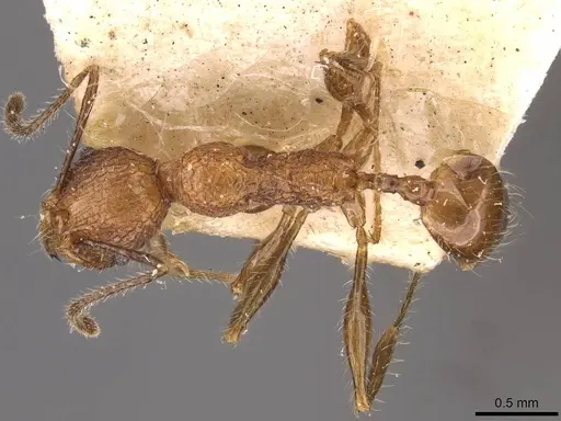 Pheidole lutzi - CASENT0908190