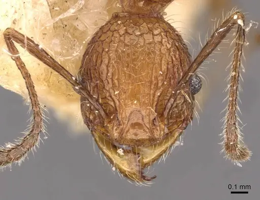 Pheidole lutzi - CASENT0908190