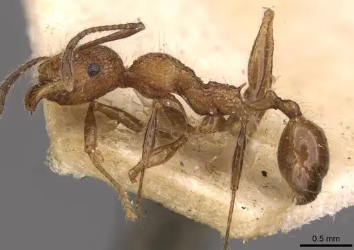 Pheidole lutzi - CASENT0908190