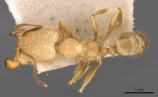 Pheidole lutzi - CASENT0908191