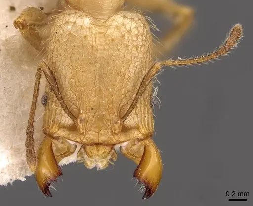 Pheidole lutzi - CASENT0908191