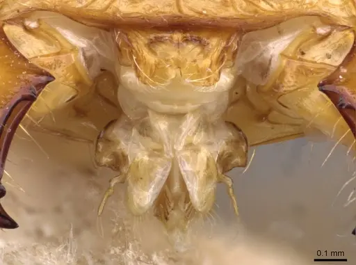 Pheidole lutzi - CASENT0908191