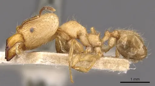 Pheidole lutzi - CASENT0908191