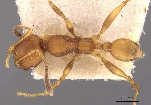Pheidole lutzi - CASENT0908192